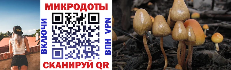 Галлюциногенные грибы Psilocybe  купить наркоту  Белгород 